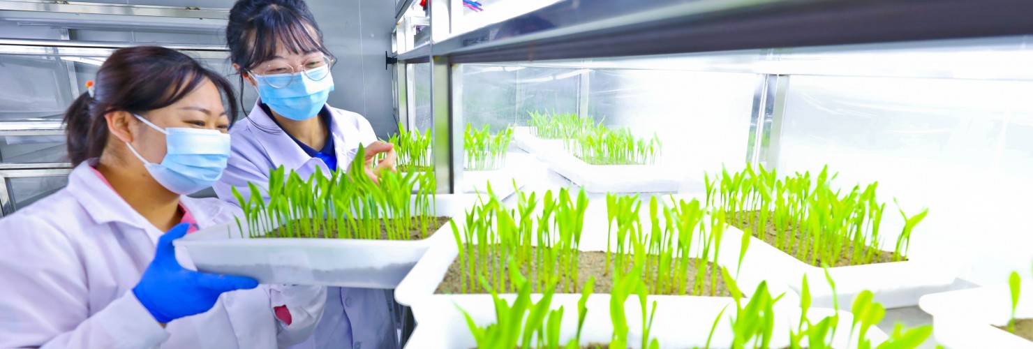 A staff member extracts DNA from corn seeds at the Seed Quality Supervision and Inspection Center in Zhangye National Corn seed Production Base, Northwest China's Gansu Province