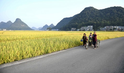  People pass by a rice field in Anlong County, Guizhou Province