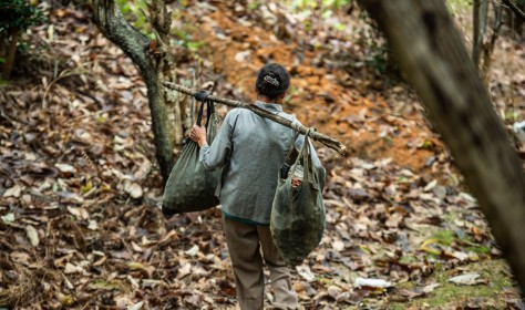 A villager shoulders collected chestnuts home in Wangmo County, Guizhou Province