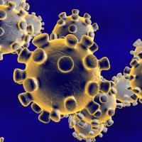 3D illlustration of the coronavirus